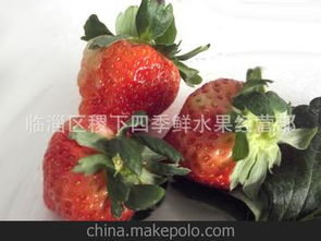 草莓供應商與批發市場價格分析